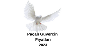 pacali-guvercin-fiyatlari-2023.png
