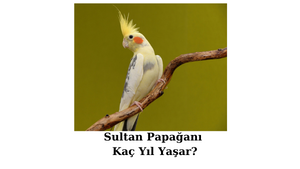 sultan-papagani-kac-yil-yasar.png