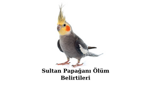 sultan-papagani-olum-belirtileri.png