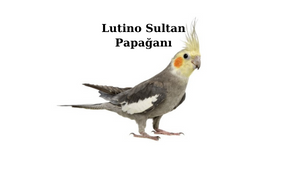 lutino-sultan-papagani.png