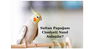 sultan-papagani-cinsiyeti-nasil-anlasilir.png
