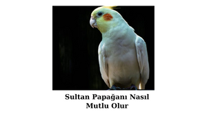 sultan-papagani-nasil-mutlu-olur.png