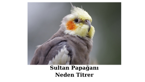 sultan-papagani-neden-titrer.png