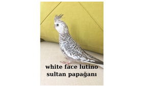 white-face-lutino-sultan-papagani.png